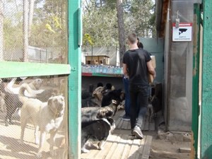 Добровольческая акция «Добрый друг» Добровольческая акция «Добрый друг»